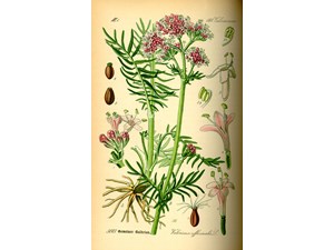 عرق سنبل الطیب آریا گل طبیعت گرم خواص