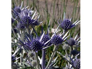 عرق بوقناق آریا گل کنترل قند خون ، دیابت