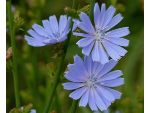 عرق کاسنی آریا گل طبیعت سرد خواص